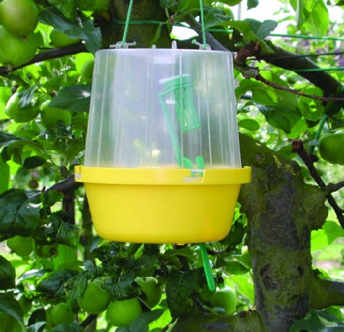 چرا تله مکفیل انتخاب اول باغداران در مبارزه با مگس میوه است؟